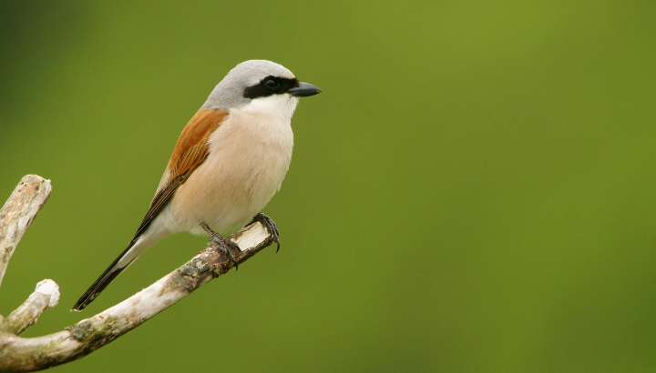 Les oiseaux des milieux agricoles